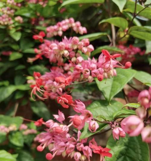 碧色莱尼的花语是什么？它象征着什么？
