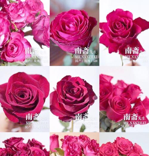 九种颜色玫瑰花各自代表什么寓意？