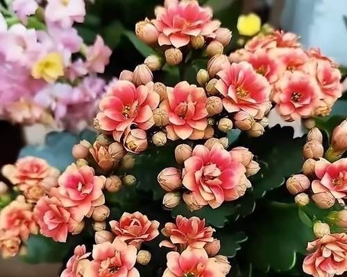 寓意长寿的花是什么意思？哪种花象征长寿和健康？