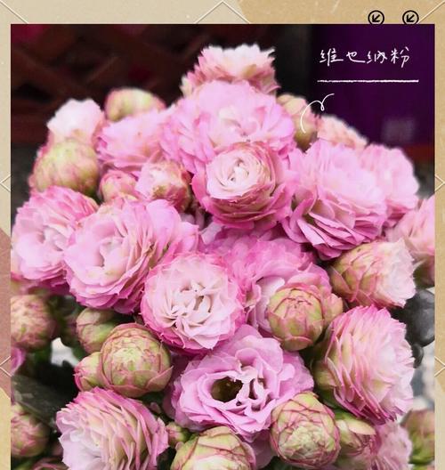 寓意长寿的花是什么意思？哪种花象征长寿和健康？