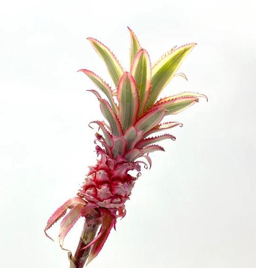 春节摆放哪种花件寓意好？