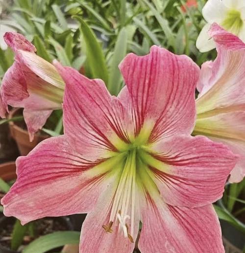 粉色和白色花的寓意是什么？这两种颜色的花代表什么？