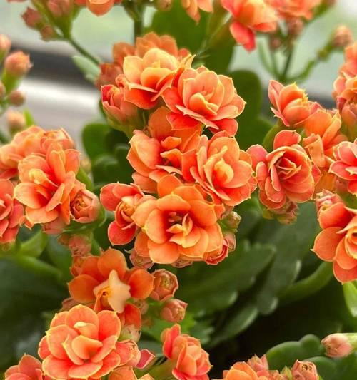 鲜花寓意长寿的花有哪些？长寿花的花语是什么？