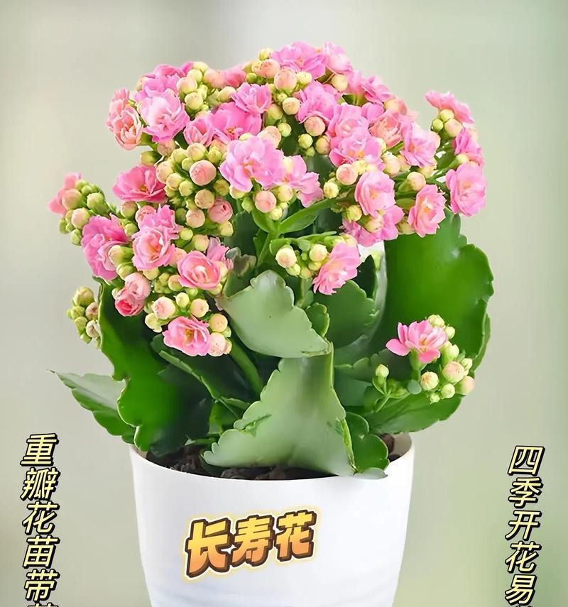 鲜花寓意长寿的花有哪些？长寿花的花语是什么？