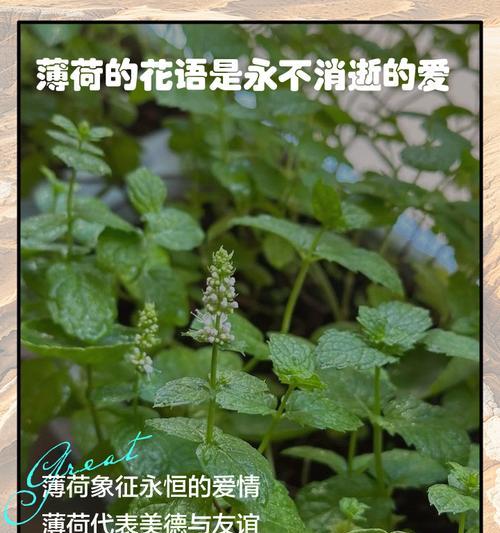 复杂爱情的花语是什么？