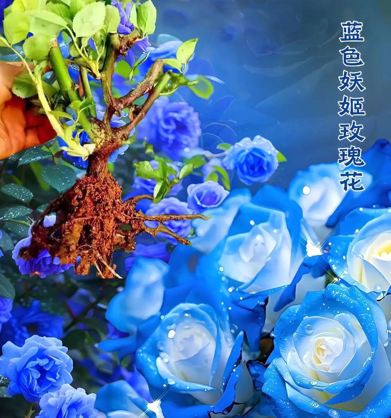 复杂爱情的花语是什么？
