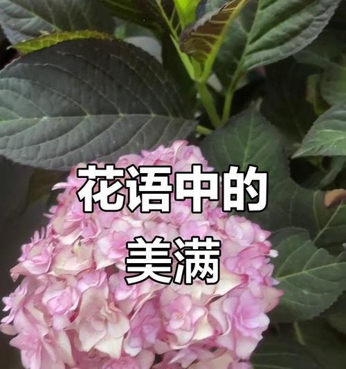 哪种花象征团圆美满？团圆美满的花有哪些？