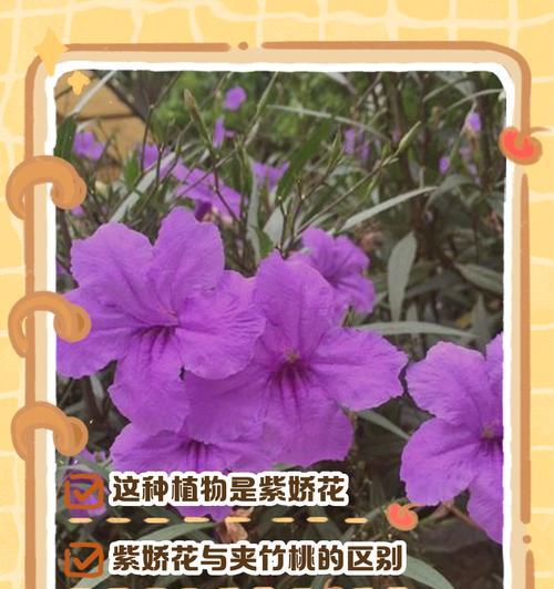 紫色花送给小朋友有何寓意？