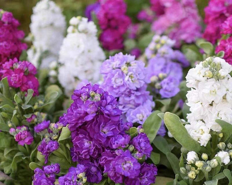 淡紫色三瓣花的花语寓意是什么？三瓣花有何特别含义？