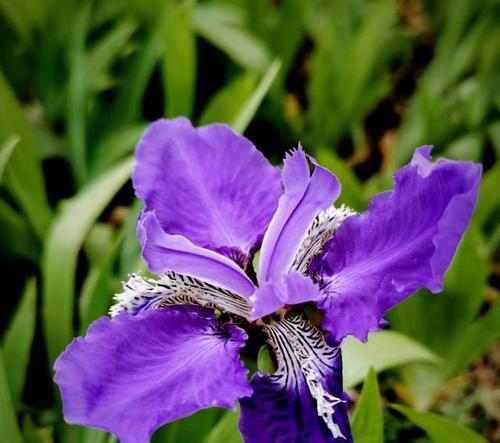 淡紫色三瓣花的花语寓意是什么？三瓣花有何特别含义？