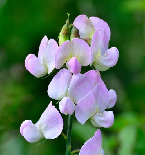 淡紫色三瓣花的花语寓意是什么？三瓣花有何特别含义？