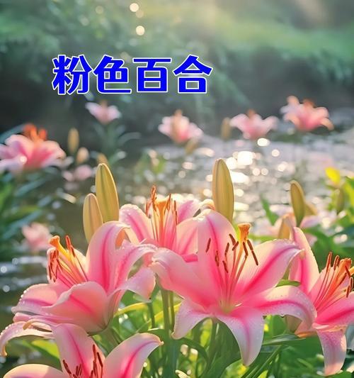 手捧生日百何花的寓意是什么？