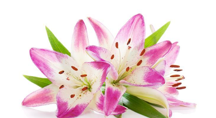粉色百合花代表什么？它的含义是什么？