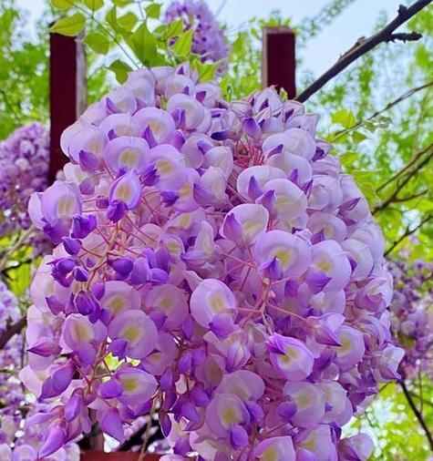 紫色衣服上的花代表什么？它的含义是什么？
