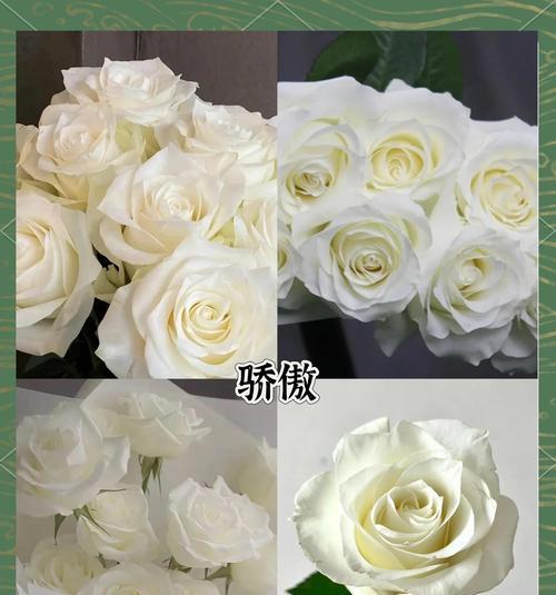 哪些白色花象征美好意义？白色花的花语是什么？