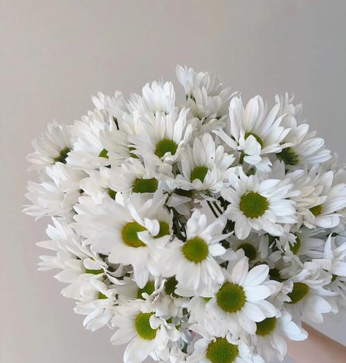 哪些白色花象征美好意义？白色花的花语是什么？