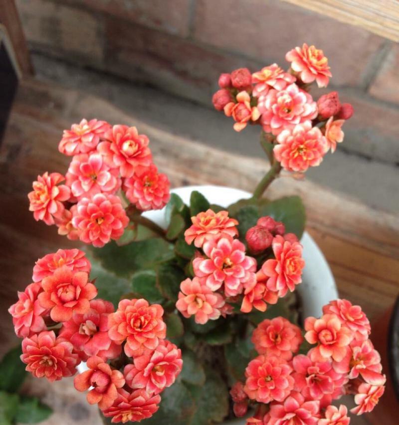 吉祥话中花的寓意是什么？如何用花表达好寓意？
