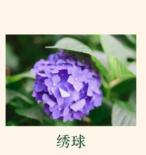 余庆紫色花的花语是什么？余庆紫色花代表什么？