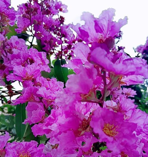 余庆紫色花的花语是什么？余庆紫色花代表什么？