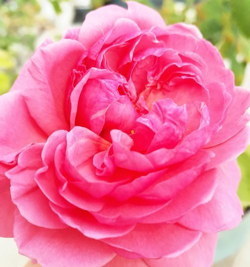 粉色帝王花的寓意和象征是什么？