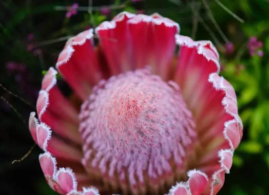 粉色帝王花的寓意和象征是什么？