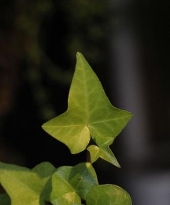 绿色花帽在花语中代表了什么？