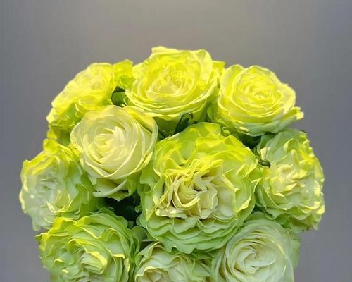 绿色花帽在花语中代表了什么？