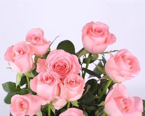 十一朵粉色玫瑰花代表什么？它们的意义是什么？