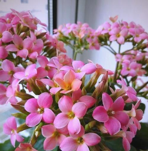 哪些花象征健康无病？健康寓意花卉有哪些？