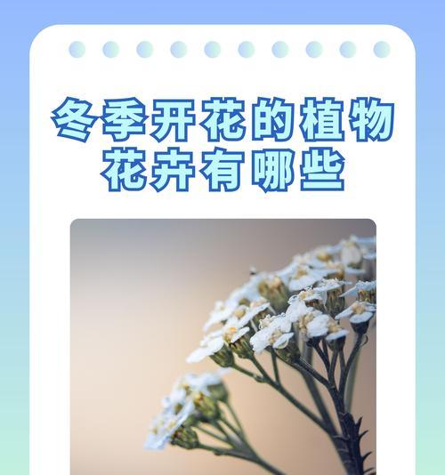哪些花象征健康无病？健康寓意花卉有哪些？