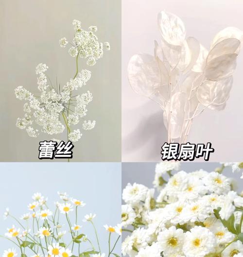 白色花有哪些象征意义？
