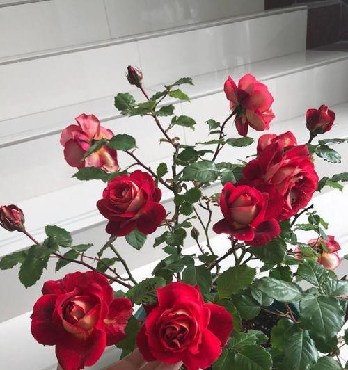 医生节用什么花象征？医生节的花语是什么？