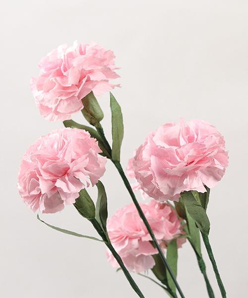 医生节用什么花象征？医生节的花语是什么？
