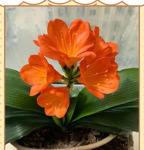 春节送什么花寓意好？春节寓意好的花卉有哪些？