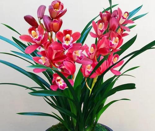 春节送什么花寓意好？春节寓意好的花卉有哪些？