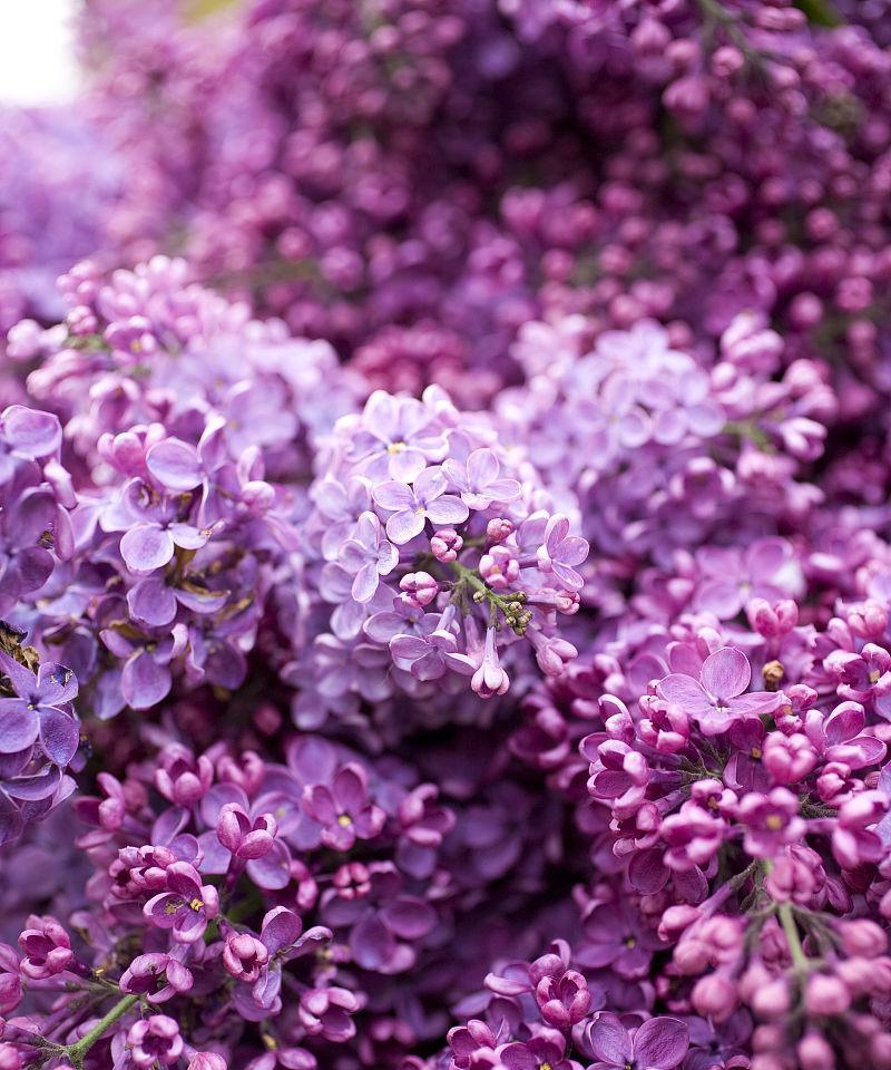 淡紫色花象征着什么？