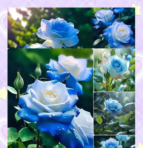 冬天被子的浪漫花语是什么？如何选择？