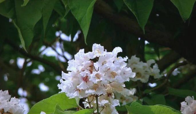 印度圣树金色花象征什么？金色花的寓意是什么？