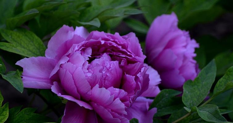 紫色牡丹花象征着什么？它的花语是什么？