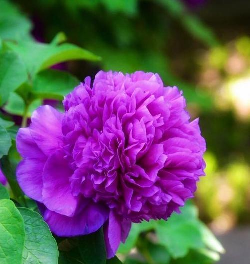 紫色牡丹花象征着什么？它的花语是什么？