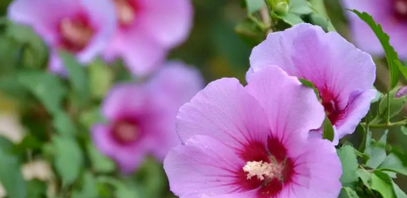 紫色木槿花的寓意是什么？它在花语中代表什么？