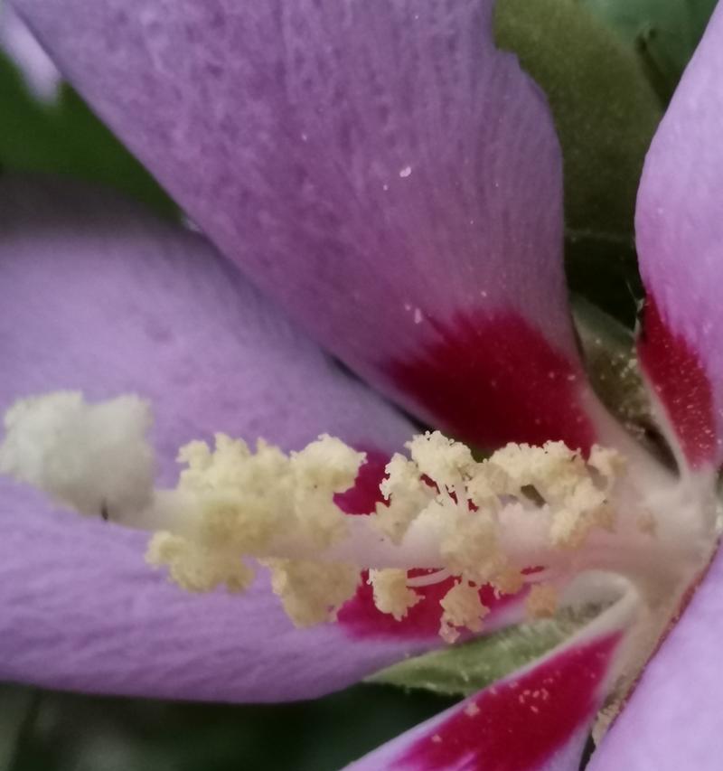 紫色木槿花的寓意是什么？它在花语中代表什么？