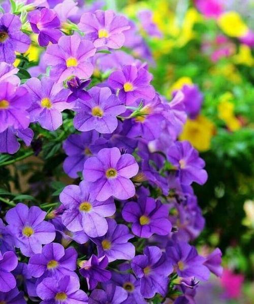 紫色木槿花的寓意是什么？它在花语中代表什么？