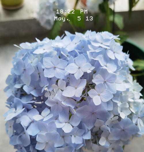 冰蓝色的花通常象征着什么？适合在哪些场合使用？