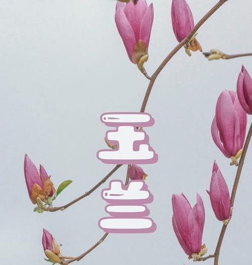 哪种花在爱情中寓意最好？