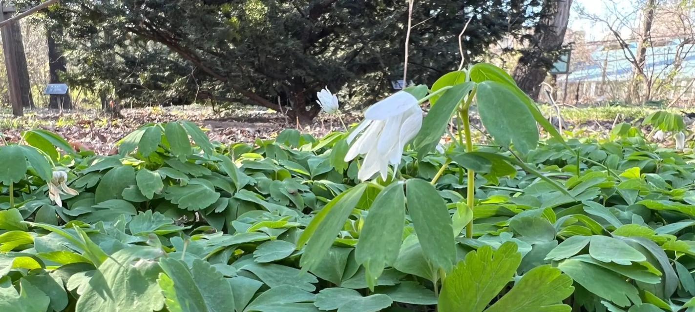 母子平安的花语是什么？有哪些花代表母子平安？
