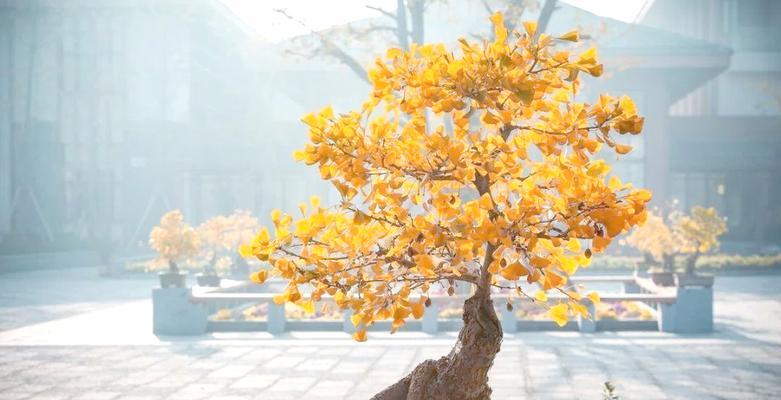 果树花中哪些寓意吉祥和财富？