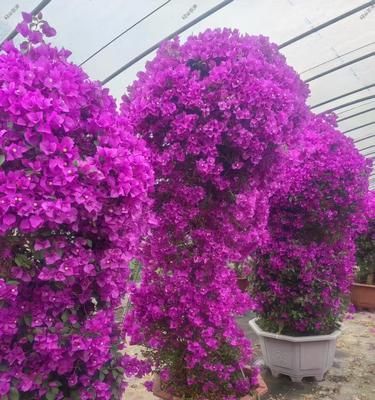 紫色花树代表什么？紫色花树的寓意和象征是什么？