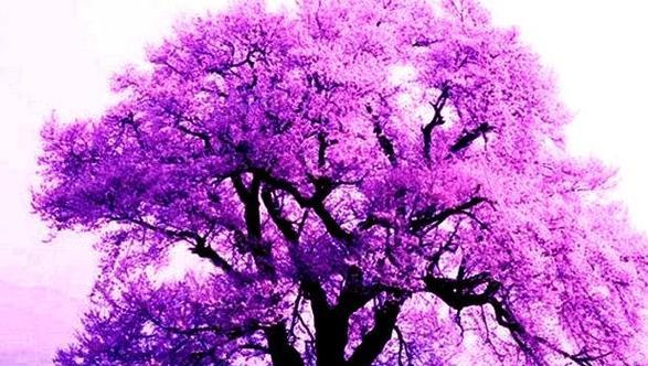 紫色花树代表什么？紫色花树的寓意和象征是什么？