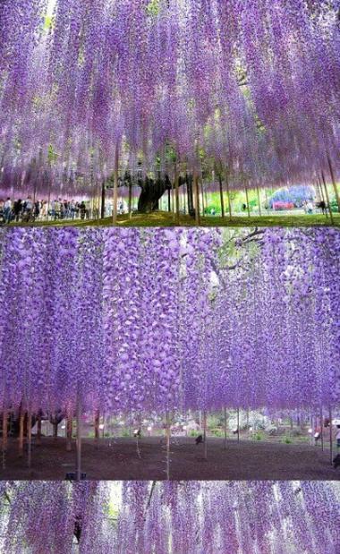 紫色花树代表什么？紫色花树的寓意和象征是什么？